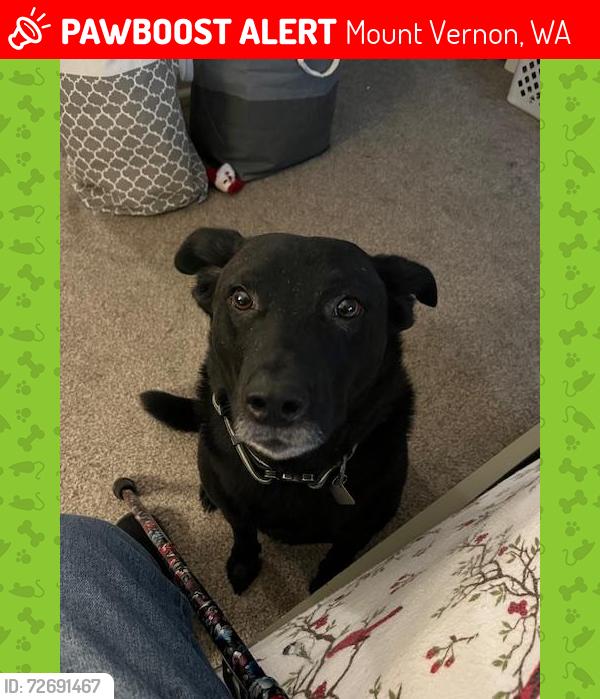 Lost Male Dog last seen Near Alpine View Drive Mount Vernon WA, Mount Vernon, WA 98274