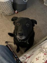 Lost Male Dog last seen Near Alpine View Drive Mount Vernon WA, Mount Vernon, WA 98274