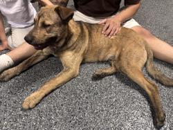 Found/Stray Male Dog last seen Midvale, state street, Midvale, UT 84047