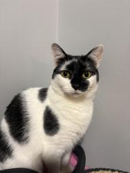 Lost Female Cat last seen Denness road, Sandown, England 