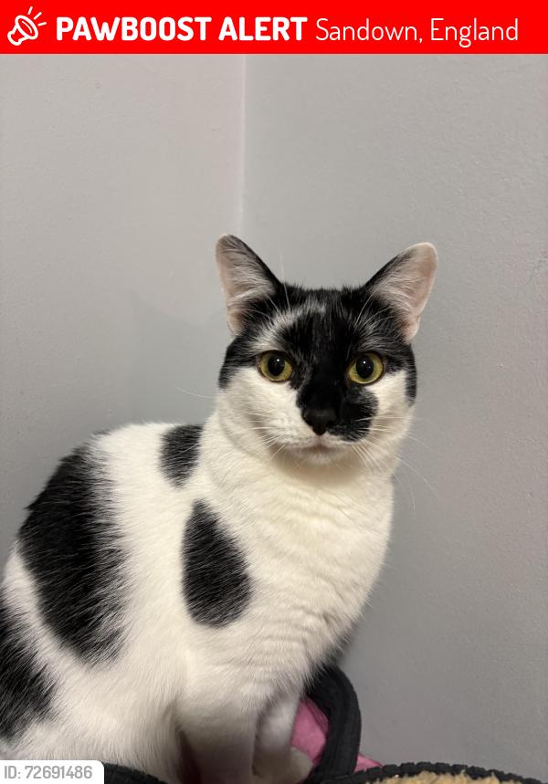 Lost Female Cat last seen Denness road, Sandown, England 