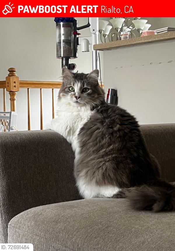 Lost Female Cat last seen Eucalyptus & Foothill, Rialto, CA 92376