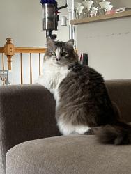Lost Female Cat last seen Eucalyptus & Foothill, Rialto, CA 92376