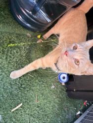 Found/Stray Male Cat last seen Near N Linden Ave Rialto, CA  92376 United States, Rialto, CA 92376