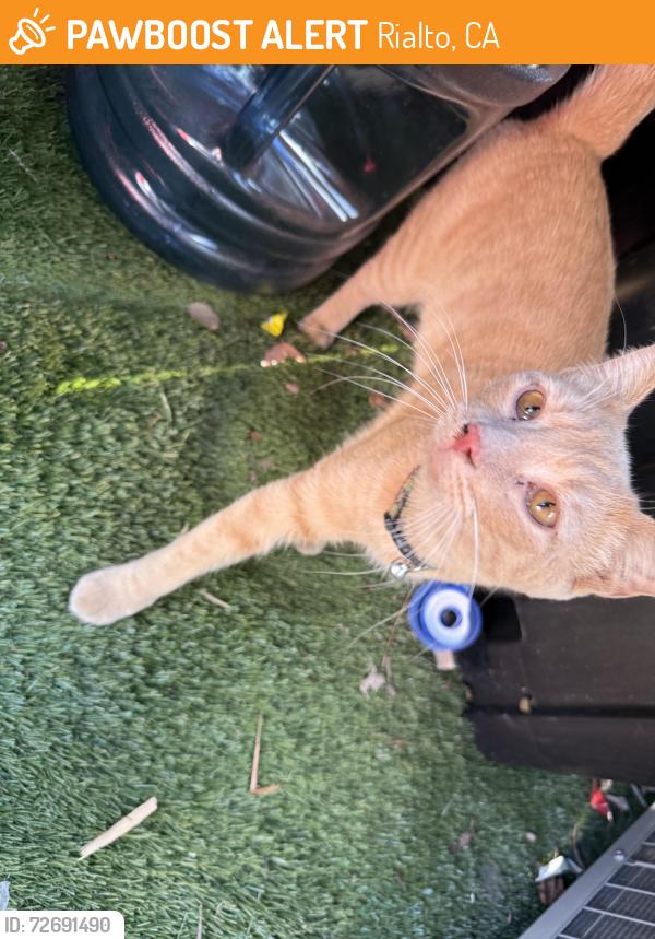 Found/Stray Male Cat last seen Near N Linden Ave Rialto, CA  92376 United States, Rialto, CA 92376