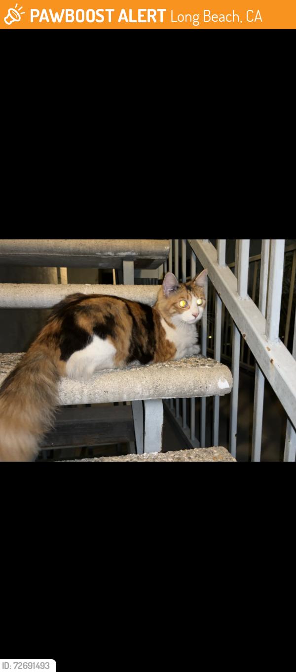 Found/Stray Unknown Cat last seen Near Dawson Ave , Long Beach, CA 90804