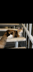 Found/Stray Unknown Cat last seen Near Dawson Ave , Long Beach, CA 90804