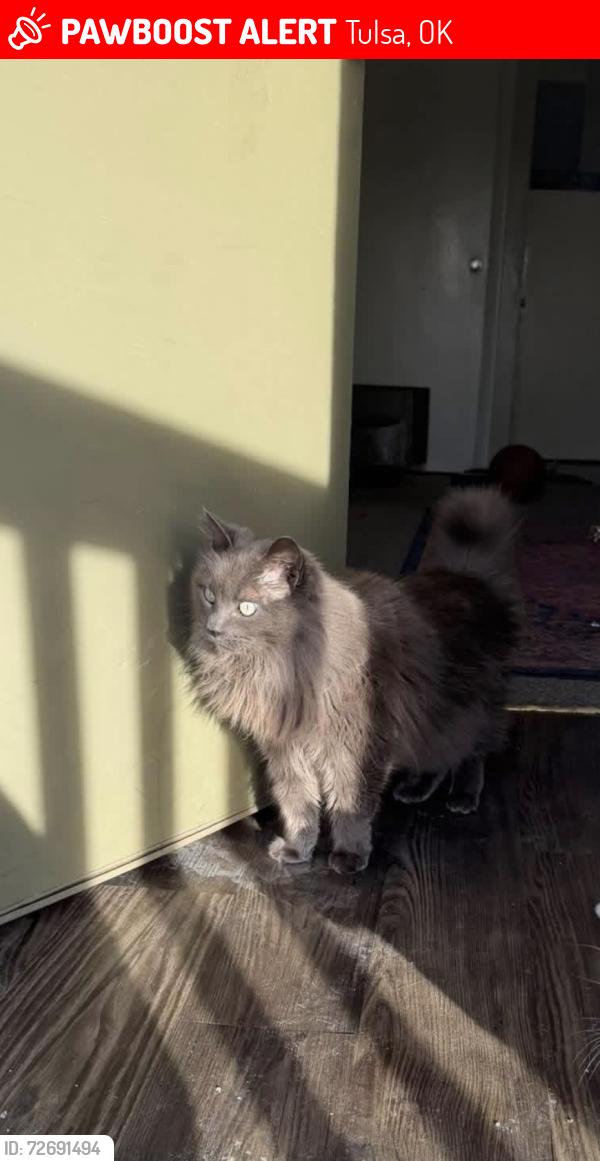 Lost Female Cat last seen 11th and mingo , Tulsa, OK 74128