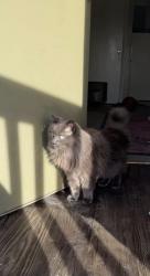 Lost Female Cat last seen 11th and mingo , Tulsa, OK 74128