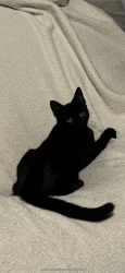 Lost Female Cat last seen Whittington Dr and dairy ashford, Houston, TX 77077