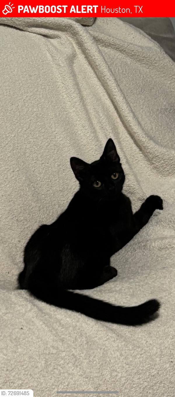 Lost Female Cat last seen Whittington Dr and dairy ashford, Houston, TX 77077