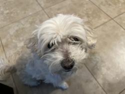 Lost Female Dog last seen Northgate and west el camino ave, Sacramento, CA 95833