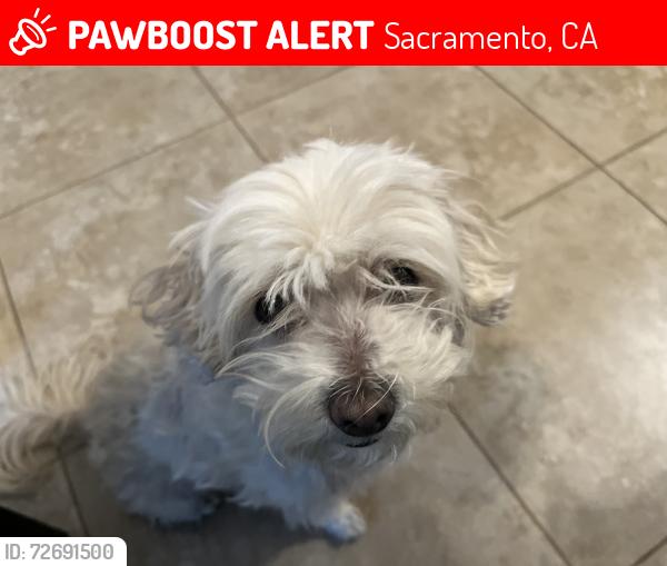 Lost Female Dog last seen Northgate and west el camino ave, Sacramento, CA 95833