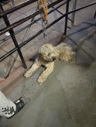 Lost Male Dog last seen New lots, Brooklyn, NY 11207