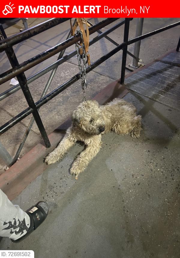 Lost Male Dog last seen New lots, Brooklyn, NY 11207