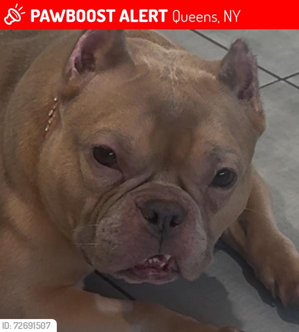 Lost Female Dog last seen Middle village, Queens, NY 11379