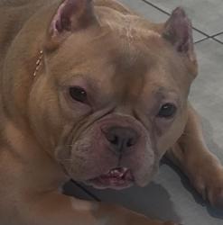 Lost Female Dog last seen Middle village, Queens, NY 11379