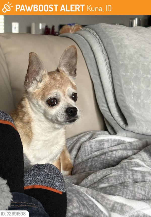 Found/Stray Female Dog last seen Madrone Heights, Kuna ID, Kuna, ID 83634