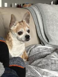 Found/Stray Female Dog last seen Madrone Heights, Kuna ID, Kuna, ID 83634