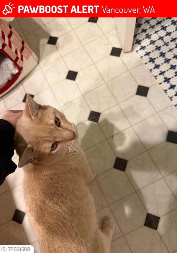 Lost Male Cat last seen Washington state  university , Vancouver, WA 98686