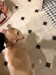 Lost Male Cat last seen Washington state  university , Vancouver, WA 98686