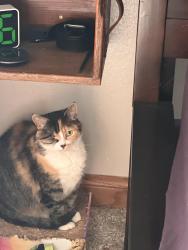 Lost Female Cat last seen Near Hunters Mill Road , West Columbia, SC 29170