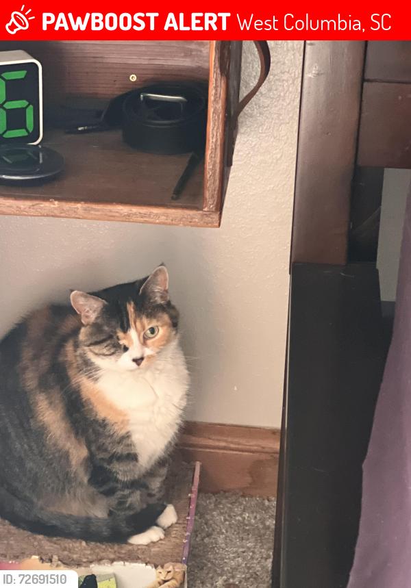 Lost Female Cat last seen Near Hunters Mill Road , West Columbia, SC 29170