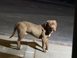 Found/Stray Male Dog last seen Valle Vista, Pittsburg, CA 94565