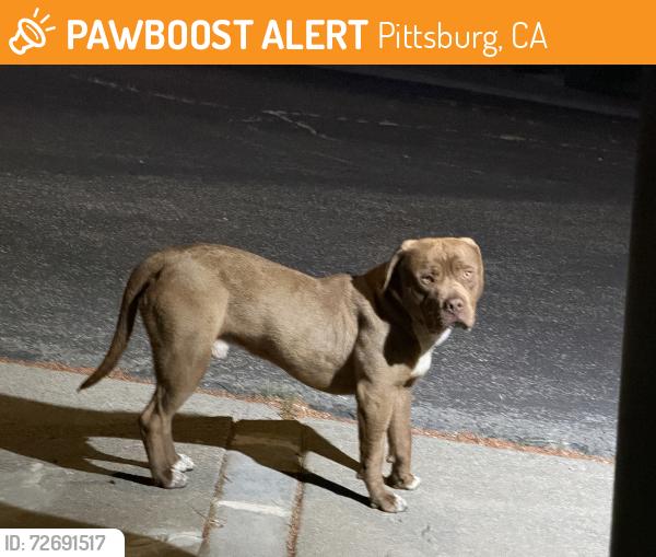 Found/Stray Male Dog last seen Valle Vista, Pittsburg, CA 94565