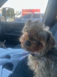 Lost Female Dog last seen Near 5th. Street, Hughson, CA 95326