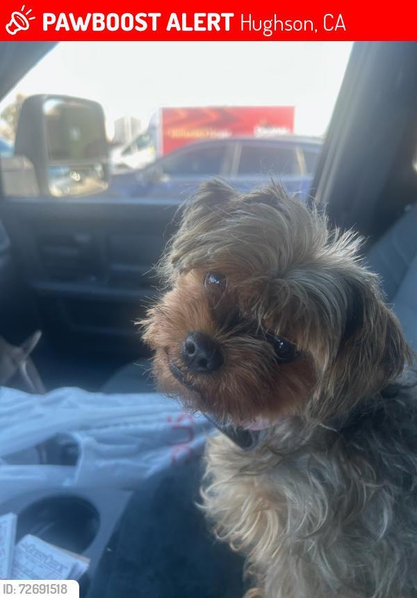 Lost Female Dog last seen Near 5th. Street, Hughson, CA 95326
