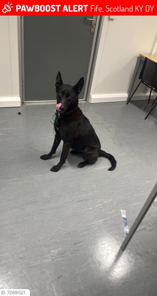 Lost Female Dog last seen Ky112dy, Fife, Scotland KY11 2DY