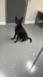 Lost Female Dog last seen Ky112dy, Fife, Scotland KY11 2DY
