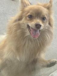 Found/Stray Unknown Dog last seen Sand trap court and Crowley, Sunrise Manor, NV 89142