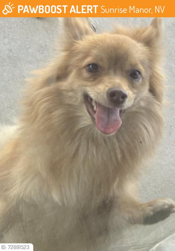 Found/Stray Unknown Dog last seen Sand trap court and Crowley, Sunrise Manor, NV 89142