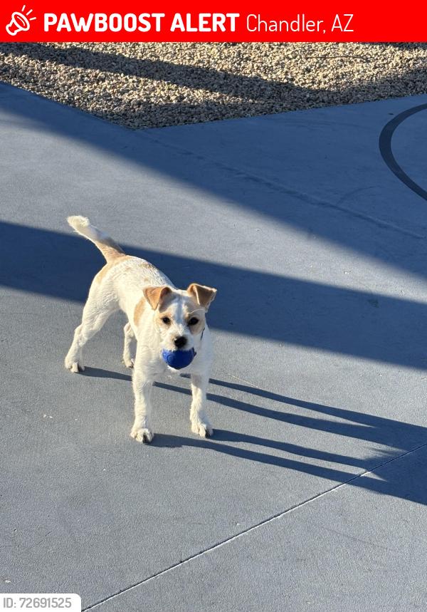Lost Female Dog last seen Near W Saragosa St Chandler, AZ  85225 United States, Chandler, AZ 85225