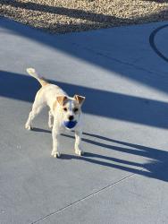 Lost Female Dog last seen Near W Saragosa St Chandler, AZ  85225 United States, Chandler, AZ 85225