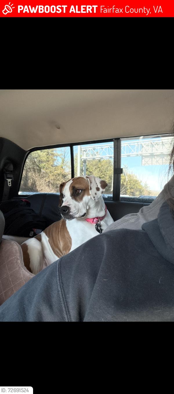 Lost Female Dog last seen Around GE company off lorton road ramp leading to i95 south, Fairfax County, VA 22153