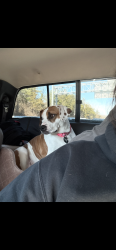 Lost Female Dog last seen Around GE company off lorton road ramp leading to i95 south, Fairfax County, VA 22153