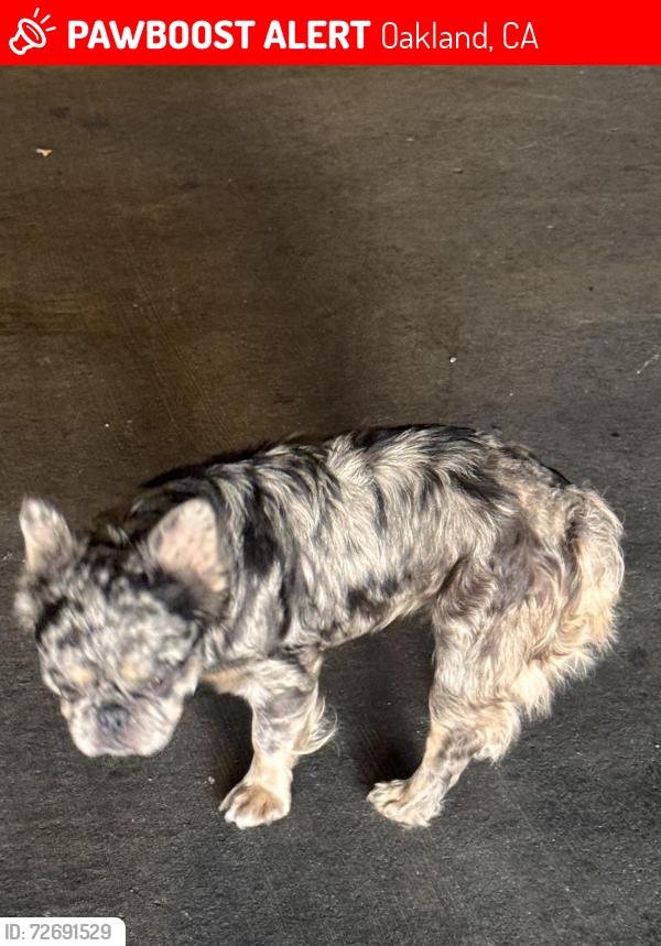 Lost Male Dog last seen Brookfield village , Oakland, CA 94603