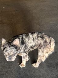 Lost Male Dog last seen Brookfield village , Oakland, CA 94603