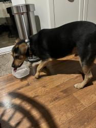 Found/Stray Female Dog last seen Near Providence road in old farm neighborhood, Charlotte, NC 28211
