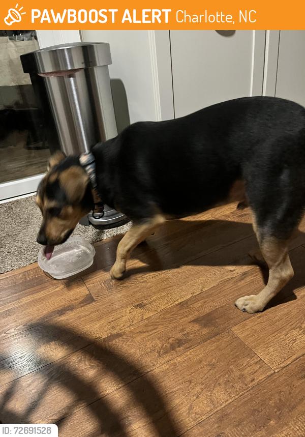 Found/Stray Female Dog last seen Near Providence road in old farm neighborhood, Charlotte, NC 28211