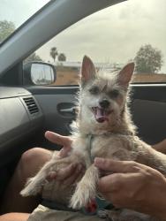 Lost Female Dog last seen E university drive, Mesa, AZ 85207