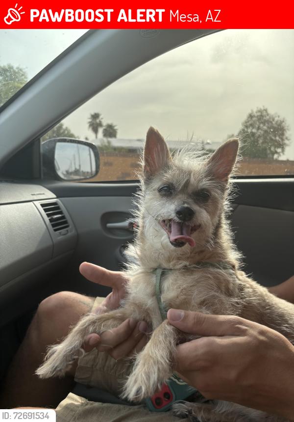 Lost Female Dog last seen E university drive, Mesa, AZ 85207