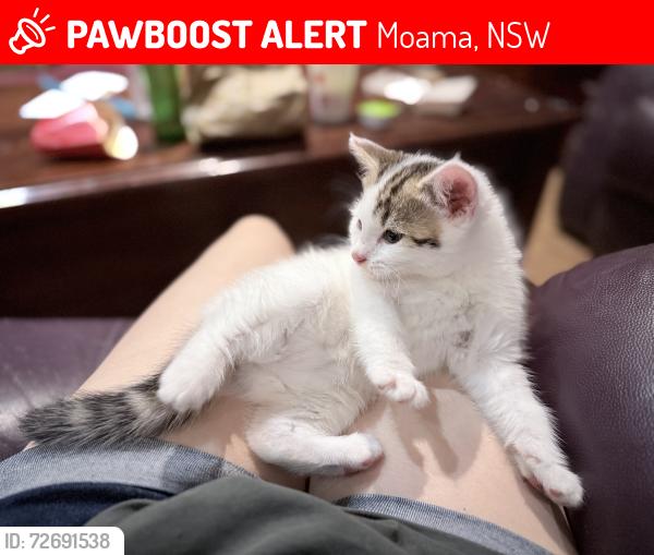 Lost Female Cat last seen Near Moore ct,Moama NSW 2731, Moama, NSW 2731