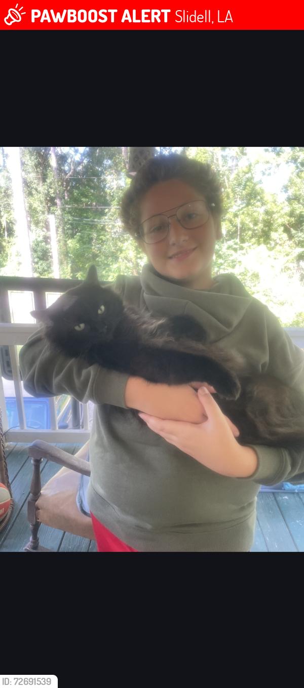 Lost Male Cat last seen Bridge, Slidell, LA 70460