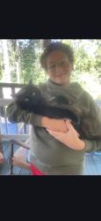 Lost Male Cat last seen Bridge, Slidell, LA 70460