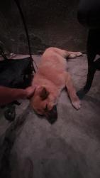 Found/Stray Female Dog last seen Train, San Bernardino, CA 92407