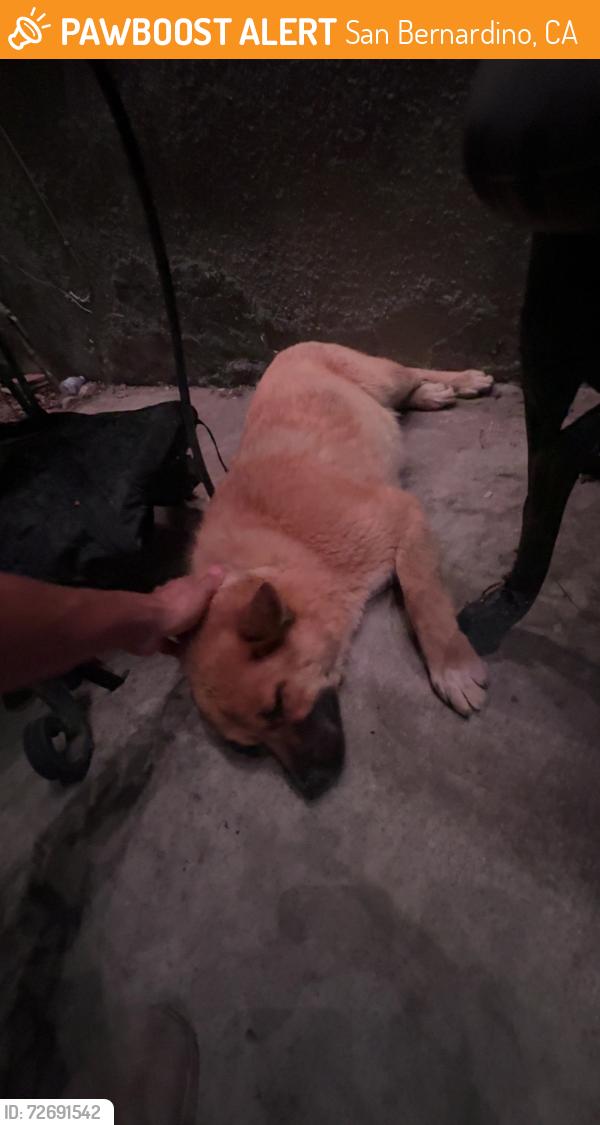 Found/Stray Female Dog last seen Train, San Bernardino, CA 92407